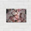 " Coral Ranunculus " by Susan Ball-182810470