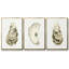 «Neutral Oyster Study I», ensemble de 3 toiles encadrées-97708776-97708777
