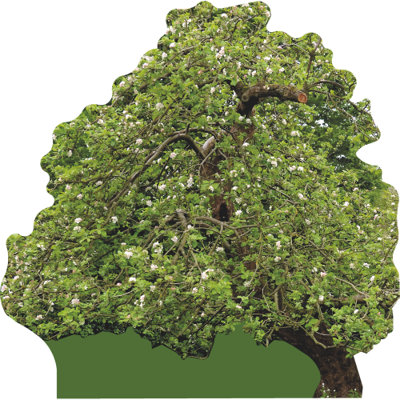 SP13143 Isaac Newton Gravity Apple Tree Cardboard Cutout Standee Standup