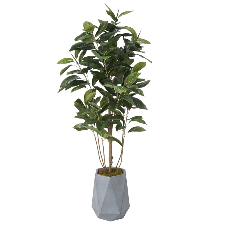 72'' Faux Rubber Tree Tree in Planter