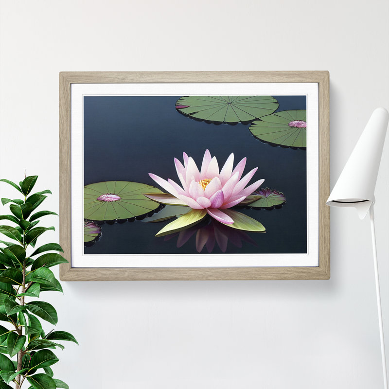 A Luscious Water Lily Flower - Single Picture Frame Print, Oak Framed, 34cm H x 46cm W x 2cm D