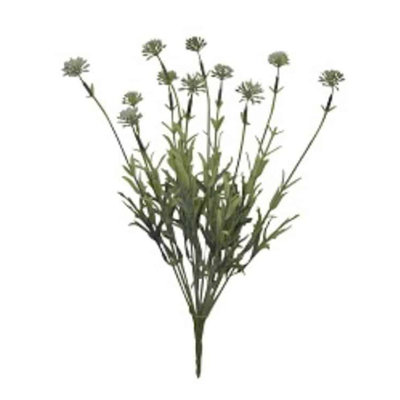 Allium buisson