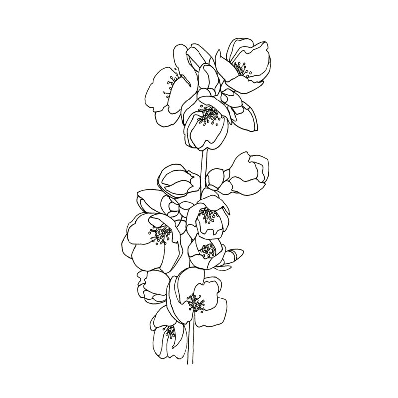 Quince Blossom Shape II by Emma Scarvey - Wrapped Canvas Print, 46cm H x 30cm W