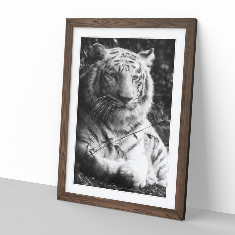 Tiger Vol.3 - Picture Frame Graphic Art, 48cm H x 36cm W x 2cm D, Walnut