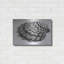 «Scallop 3» par Debra Van Swearingen-1416050511