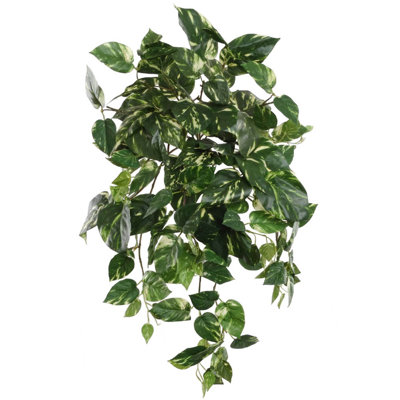 24'' Ivy Plant