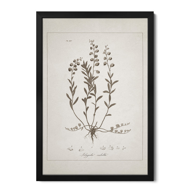 Magnifique botanique II - reproduction d'art murale - affiche de galerie, H 32 po x l 24 po