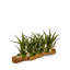 Succulent Plant in Wood Planter