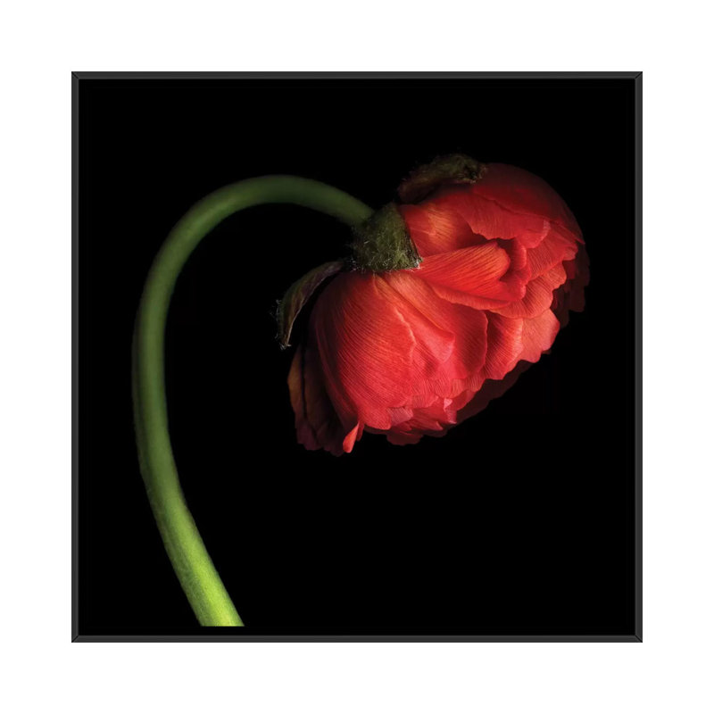 «Little Red Lantern» par Magda Indigo - Estampe numérique sur toile tendue avec châssis, H 18 po x l 18 po x P 1,5 po