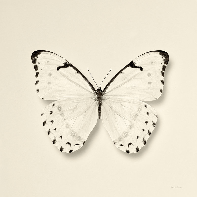 Papillon II BW, H 12 po x l 12 po x P 1,25 po