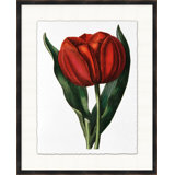 Red Flower 5 Print