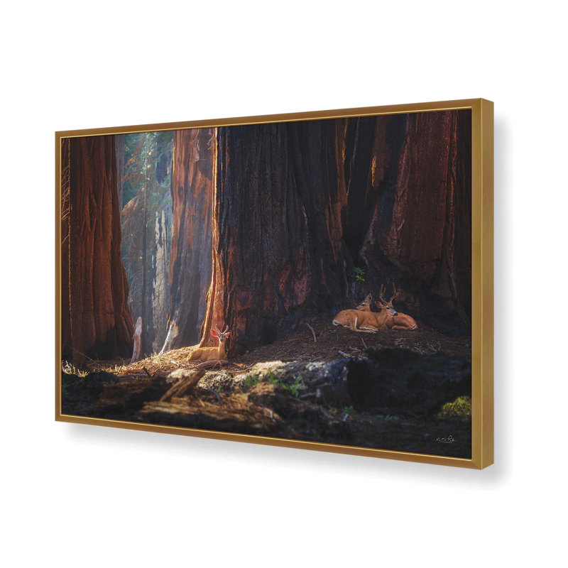 «Deer at the séquoias I» par Martin Podt, reproduction d'art, 30 W x 20 H, Gold, Framed Print