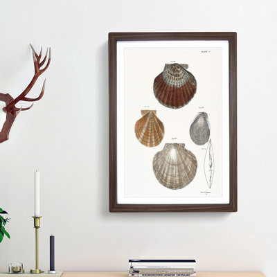 Types of Seashells PL. 11 by J.E. De Kay - Framed Print
