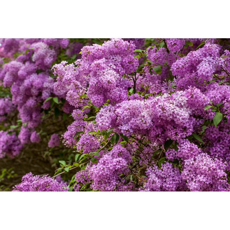 Lilac Flowers by Tamara Volodina - No Frame Print on Canvas, 30cm H x 46cm W
