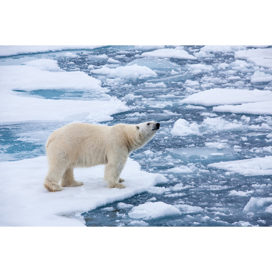 Eisbär auf Eisscholle von SeppFriedhuber - Kunstdrucke auf Leinwand ohne Rahmen