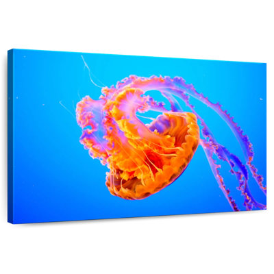 Somersault Brampt Jellyfish