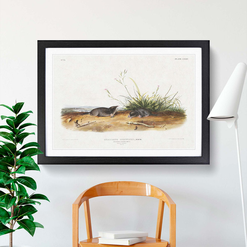 Shrew Moles by J.W. Audubon - Picture Frame Painting Print, 36cm H x 48cm W x 2cm D, Black Framed