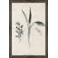 Latine botanique II par Janice Gaynor - impression-1286615984-1286615990
