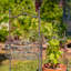 Support pour plante Stewartstown - ensemble de 2