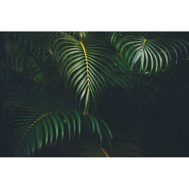 Fond de feuilles de palmier par Jasmina007, H 12 po x l 18 po