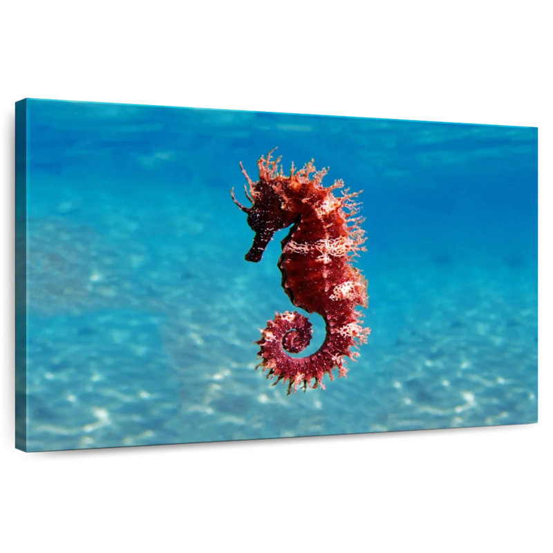 Brampt Mediterranean Seahorse, 16" H x 24" W