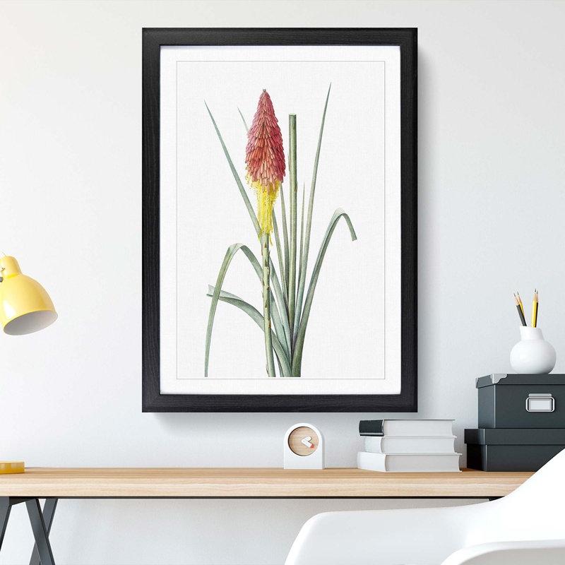 Red Hot Poker Flower by Pierre-Joseph Redoute - Picture Frame Painting Print, 48cm H x 36cm W x 2cm D, Black Framed