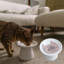 Dexypaws: bol en céramique à dessus plat pour chats - rose rosé - capacité de 7,5 oz, plat élégant pour animaux de compagnie, lavable au lave-vaisselle, résistant à l'eau et aux rayures-109402361