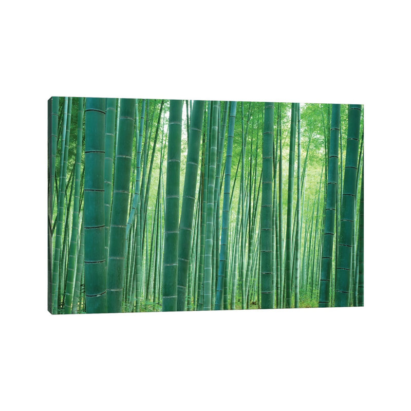 Bamboo Forest, Sagano, Kyoto, Japan by Panoramic Images - Wrapped Canvas Print, 20.32 cm H x 30.48 cm W
