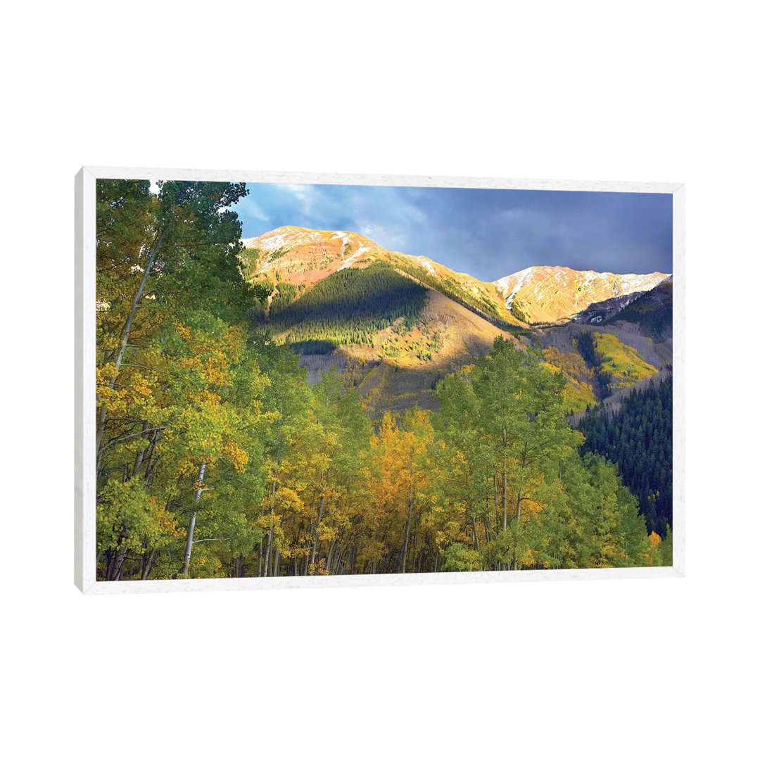 Quaking Aspen Trees And Highland Peak, Colorado von Tim Fitzharris - Gallery-Wrapped Canvas Giclée