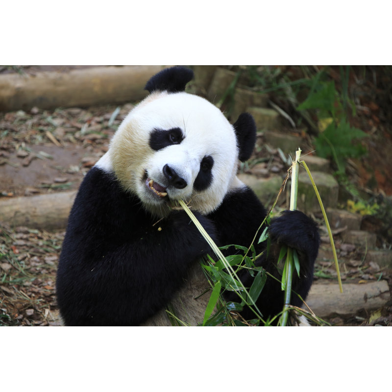 Panda géant par Joshelerry - photographie sur toile tendue, H 8 po x l 12 po