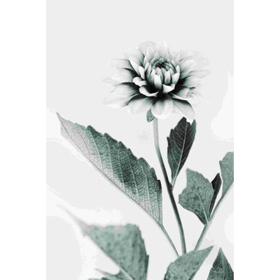 Dahlia blanc II 2886672