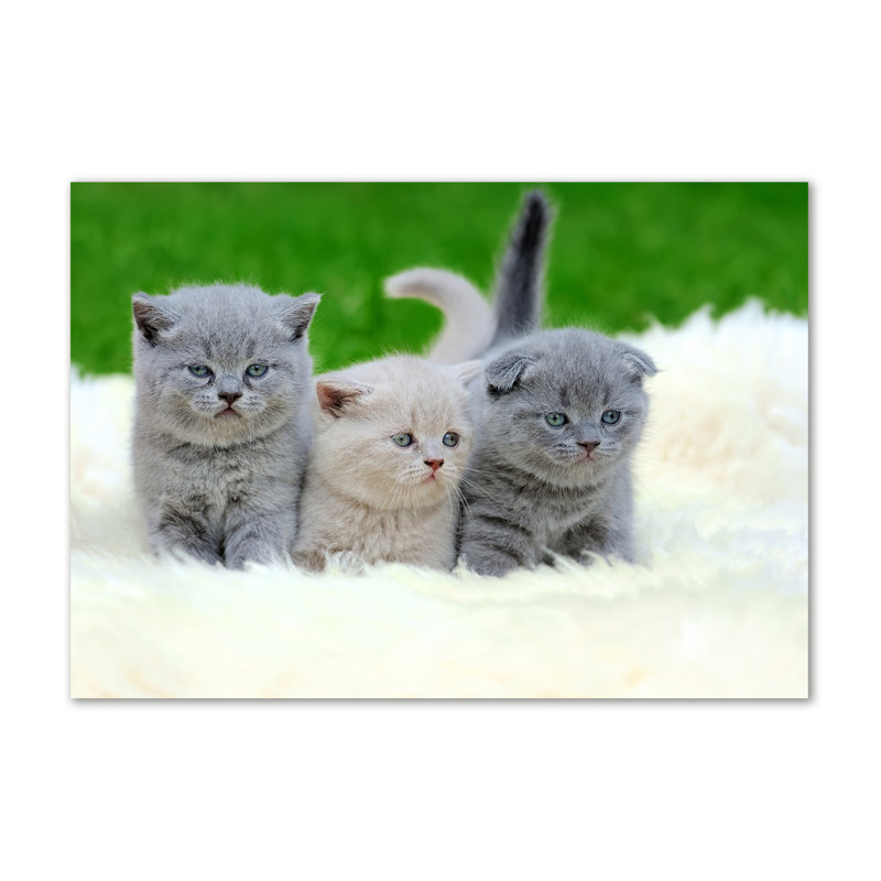 Three Cats On A Blanket - No Frame Print on Canvas