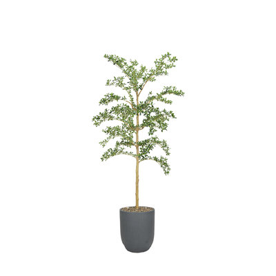 Shady Lady Tree in Medium Campbell Planter