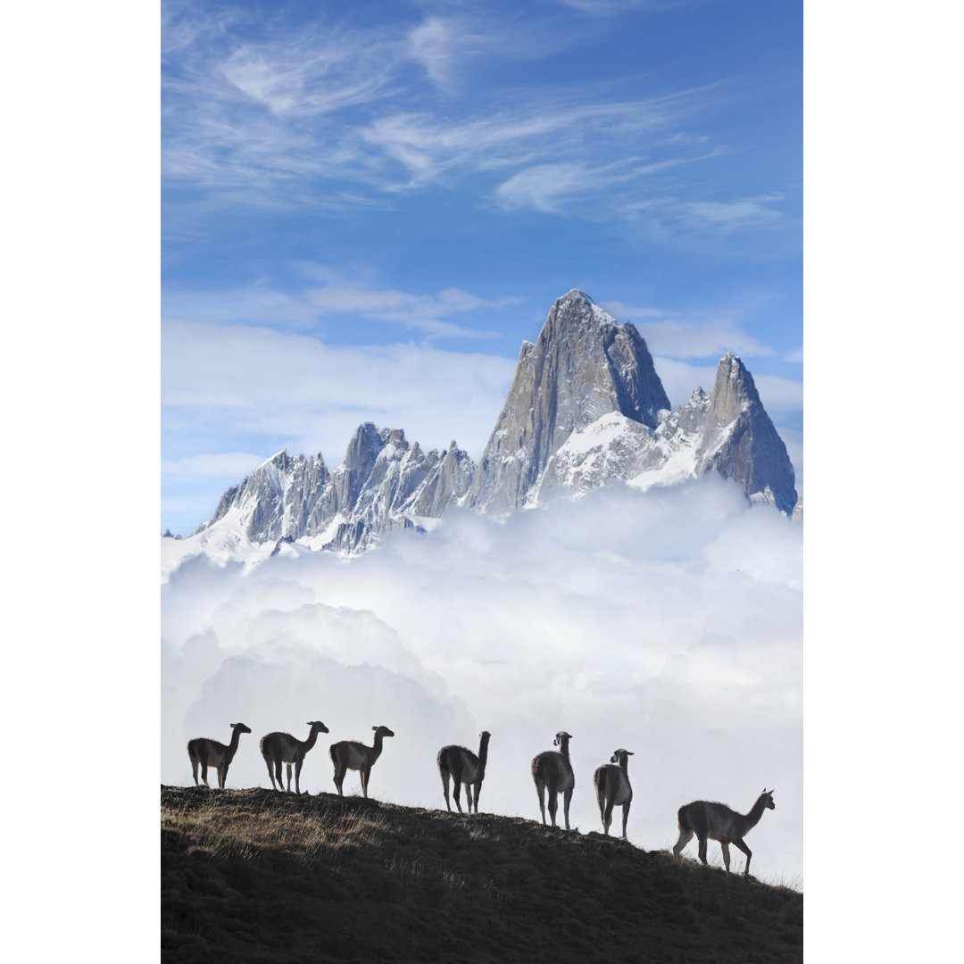 Fitz Roy Guanacos - Leinwandbild