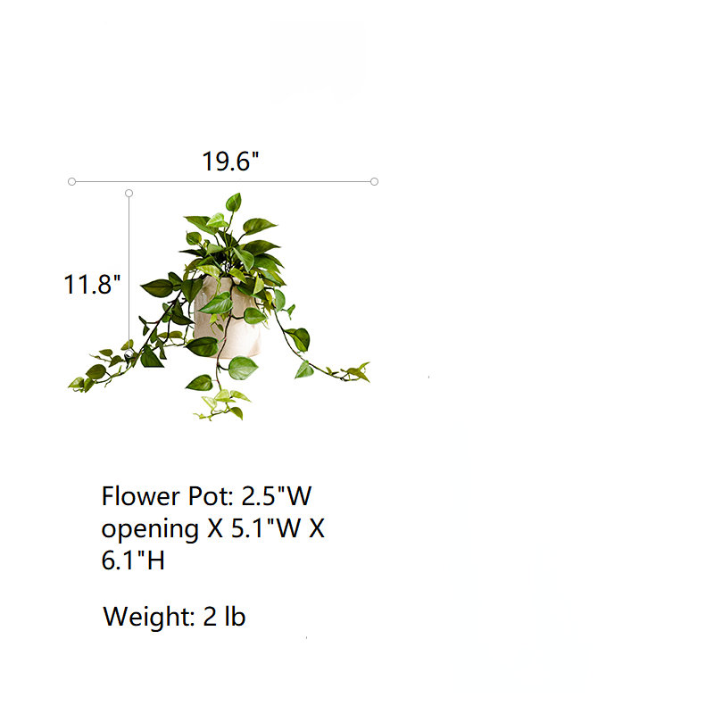 Ivy Arrangement in Pot