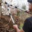 Débroussailleuses - coupe-cliquet double à encliquetage - Longues poignées extensibles de 26 à 40 po - Loppers pour la taille des arbres très résistante