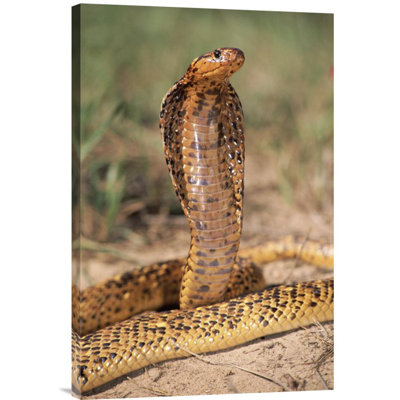 " Cape Cobra Speckled Morph "