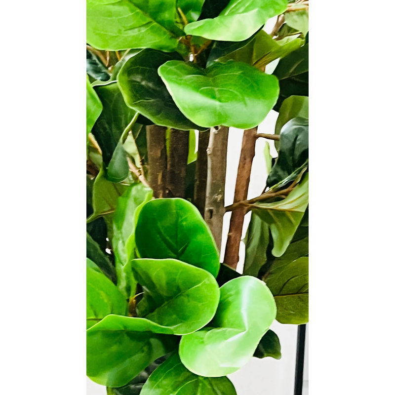 Figuier figuier en pot 48 po Engel, H 48 po x l 18 po x P 6 po