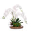 Real Touch Orchid with Succulent/Moss Arrangement in Teak Wood Mirror