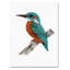 « mr. kingfisher », reproduction d’impression sur toile tendue-22070954