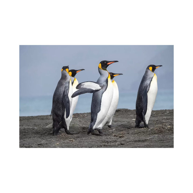 King Penguin Rookery in St. Andrews Bay. Adults on Beach, South Georgia Island 1 Piece Wrapped Canvas Wall Art