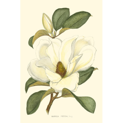 Magnolia - Wrapped Canvas Painting