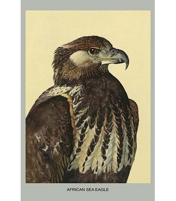 Impression d’art graphique « african sea eagle » par louis agassiz fuertes