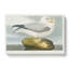 Fulmar Bird - Wrapped Canvas Painting-55363722