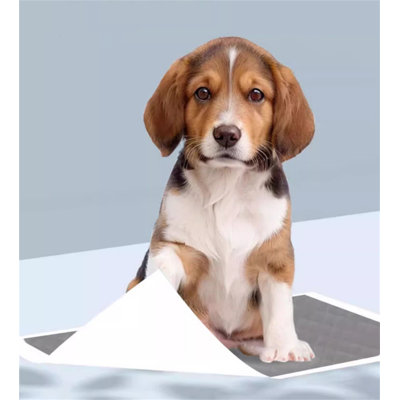 Tapis pour chien (ensemble de 80)
