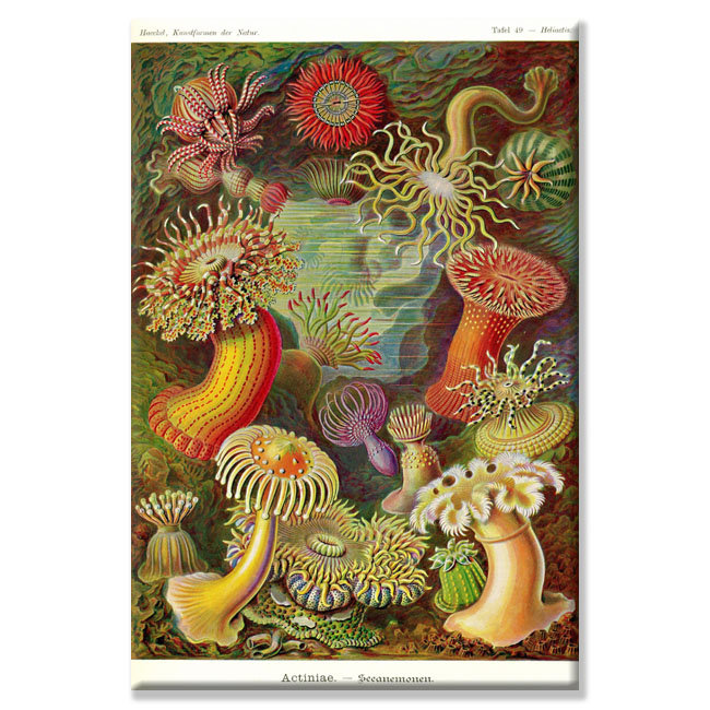 « actiniae » par ernst haeckel, impression sur toile tendue, 24 po x 36 po