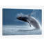 «Breaching Humpback Whale, Chatham Strait, Alaska, USA», impression sur toile-29284170-74729432-74729438