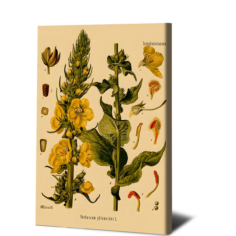 1PC, art mural, affiche, impression botanique rétro Verbascum Thapsus L., H 24 po x l 36 po