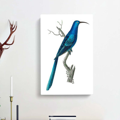 Blue Sugarbird by George Shaw - Wrapped Canvas