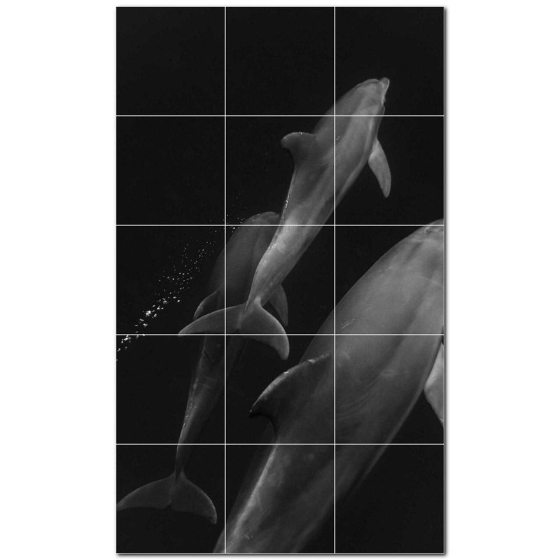 Dauphin photo 12 x 12